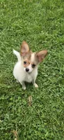 AKC ZEEK, a male Papillon for sale in Monticello, WI – 6 of 10
