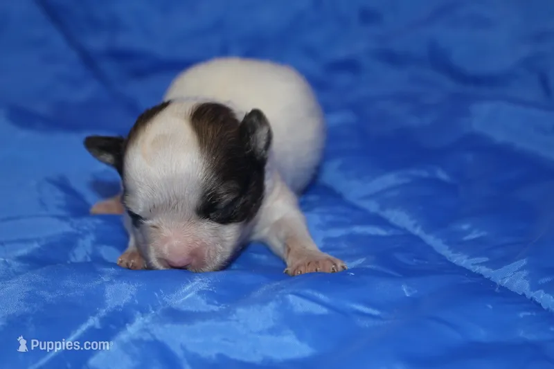 AKC ROLLO – Papillon puppy for sale in Monticello, WI