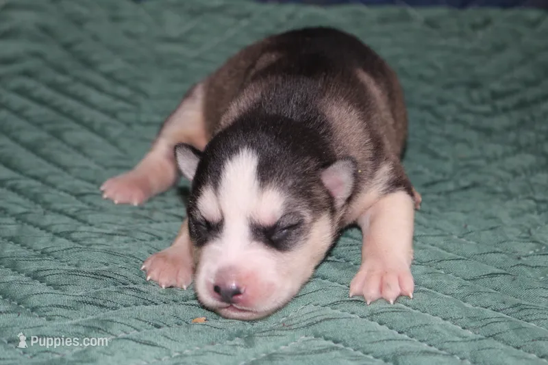 AKC SIRI – Siberian Husky puppy for sale in Monticello, WI