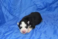 AKC DENVER, a female Siberian Husky for sale in Monticello, WI – Photo 1 of 6