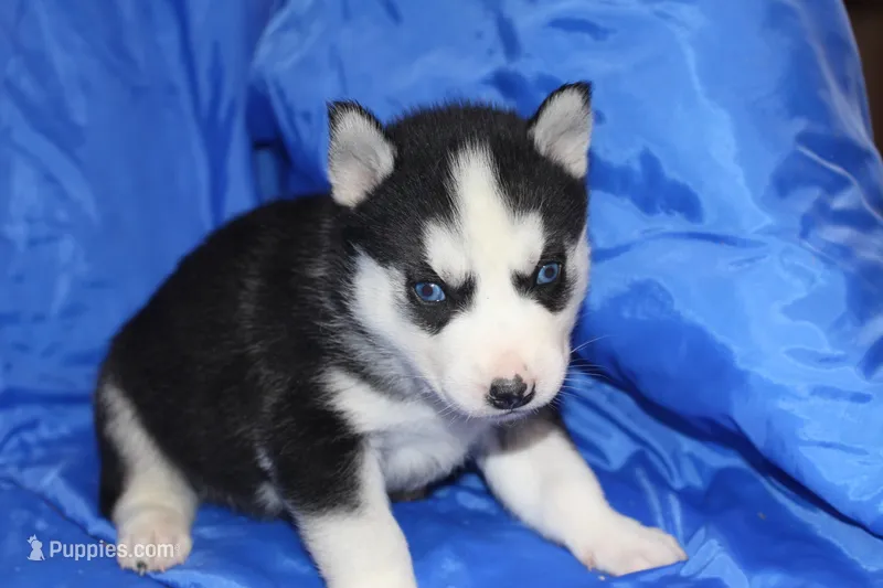 AKC DENVER – Siberian Husky puppy for sale in Monticello, WI