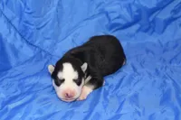 AKC DENVER, a female Siberian Husky for sale in Monticello, WI – Photo 3 of 6