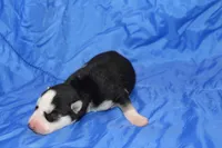 AKC DENVER, a female Siberian Husky for sale in Monticello, WI – Photo 2 of 6