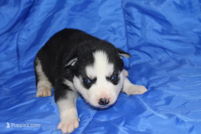 AKC DENVER – Siberian Husky puppy for sale in Monticello, WI
