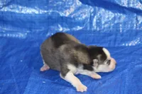 AKC ASTRA, a female Siberian Husky for sale in Monticello, WI – 5 of 7