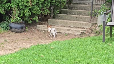 AKC ZEEK, a male Papillon for sale in Monticello, WI – 10 of 10