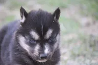 AKC KERMIT, a male Siberian Husky for sale in Monticello, WI – Photo 3 of 8