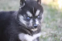 AKC KERMIT, a male Siberian Husky for sale in Monticello, WI – Photo 4 of 8