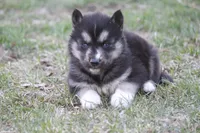 AKC KERMIT, a male Siberian Husky for sale in Monticello, WI – Photo 5 of 8
