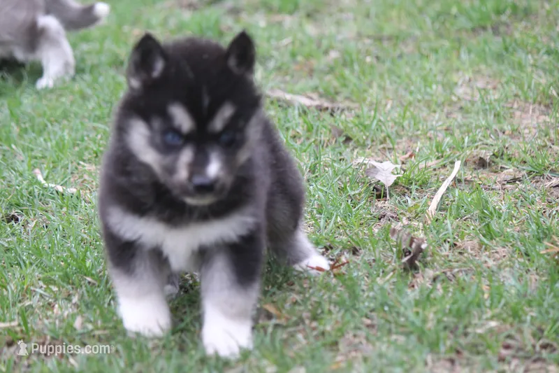 AKC KERMIT – Siberian Husky puppy for sale in Monticello, WI