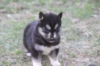 AKC KERMIT, a male Siberian Husky for sale in Monticello, WI – Photo 2 of 8