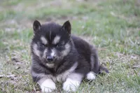 AKC KERMIT, a male Siberian Husky for sale in Monticello, WI – Photo 6 of 8