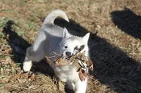 processed/4e60aaf6-3aa8-492a-a0ca-4eaaeaf616b6/listing/44518928-0e54-4ce3-b071-55849e6542a9/269b6d33-74c4-4f5e-b408-32f40b588814