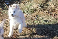 processed/4e60aaf6-3aa8-492a-a0ca-4eaaeaf616b6/listing/44518928-0e54-4ce3-b071-55849e6542a9/9f71be31-8eb6-40d1-ac3c-9a35ae31a386