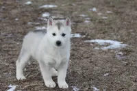 processed/4e60aaf6-3aa8-492a-a0ca-4eaaeaf616b6/listing/44518928-0e54-4ce3-b071-55849e6542a9/c48bdcab-855d-4984-9ab7-984f4b395015