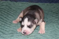 AKC SIRI, a female Siberian Husky for sale in Monticello, WI – 4 of 6