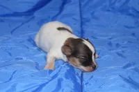 AKC ZEEK, a male Papillon for sale in Monticello, WI – 6 of 8