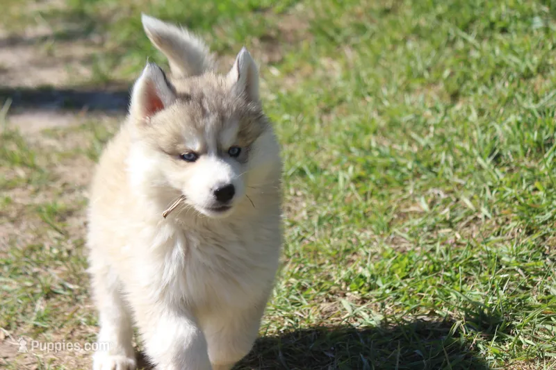 AKC KODY – Siberian Husky puppy for sale in Monticello, WI