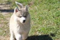 AKC KODY, a male Siberian Husky for sale in Monticello, WI – 1 of 10