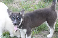 AKC RIVER, a female Siberian Husky for sale in Monticello, WI – 3 of 9