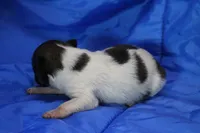 AKC ZEE, a female Papillon for sale in Monticello, WI – 5 of 7