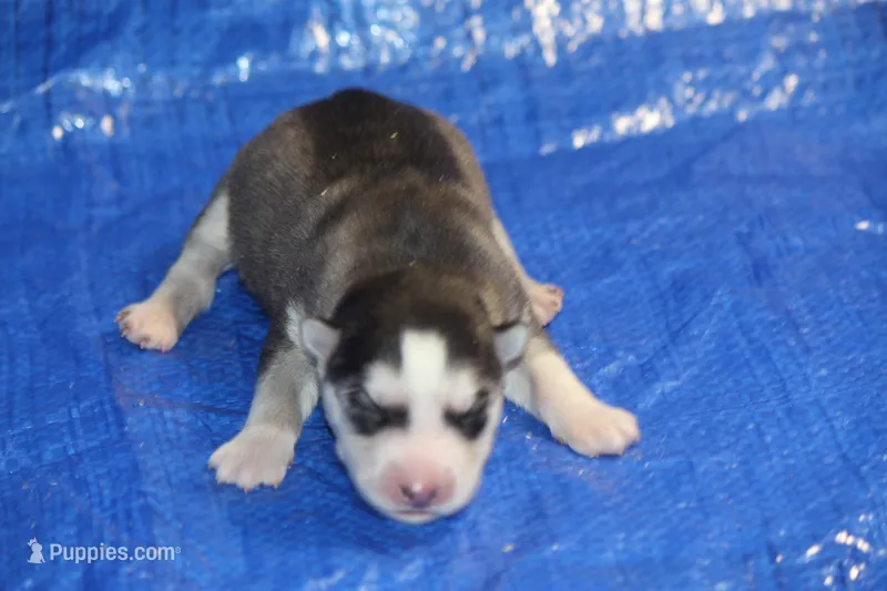 AKC ABBA – Siberian Husky puppy for sale in Monticello, WI