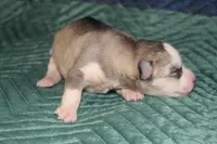 AKC SYLVIE, a female Siberian Husky for sale in Monticello, WI – 2 of 7