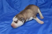 AKC DOLCI, a female Siberian Husky for sale in Monticello, WI – Photo 2 of 5