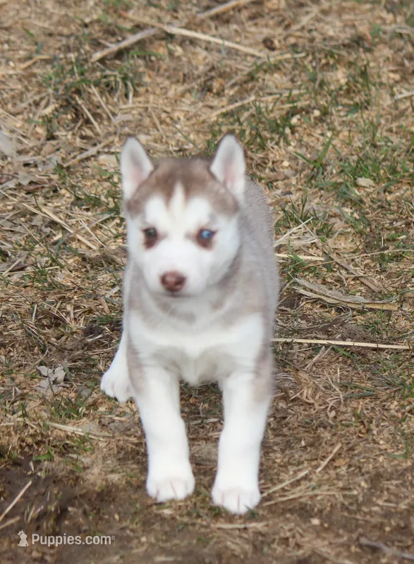 AKC DOLCI – Siberian Husky puppy for sale in Monticello, WI