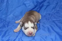 AKC DOLCI, a female Siberian Husky for sale in Monticello, WI – Photo 1 of 5