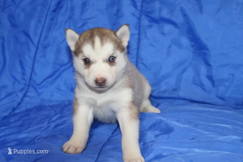 AKC DOLCI – Siberian Husky puppy for sale in Monticello, WI