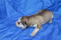 AKC DOLCI, a female Siberian Husky for sale in Monticello, WI – Photo 3 of 5