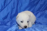 AKC VIRGO, a female Siberian Husky for sale in Monticello, WI – Photo 4 of 7