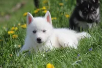 AKC VIRGO, a female Siberian Husky for sale in Monticello, WI – 7 of 10