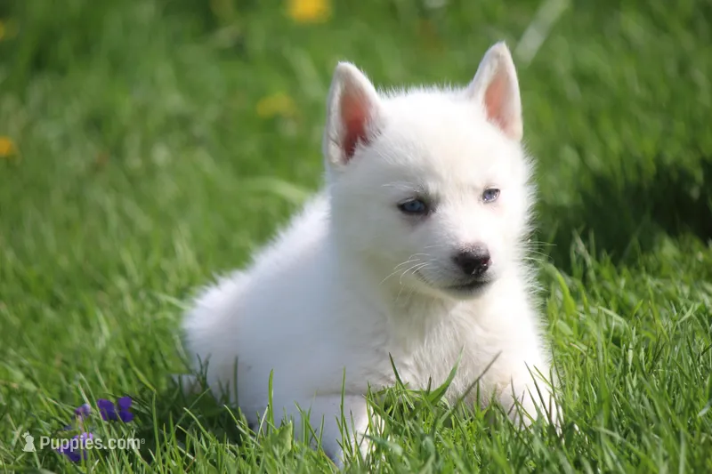 AKC VIRGO – Siberian Husky puppy for sale in Monticello, WI