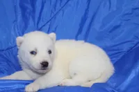 AKC VIRGO, a female Siberian Husky for sale in Monticello, WI – Photo 5 of 7