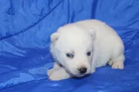 AKC VIRGO, a female Siberian Husky for sale in Monticello, WI – Photo 3 of 7