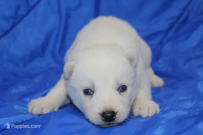 AKC VIRGO – Siberian Husky puppy for sale in Monticello, WI
