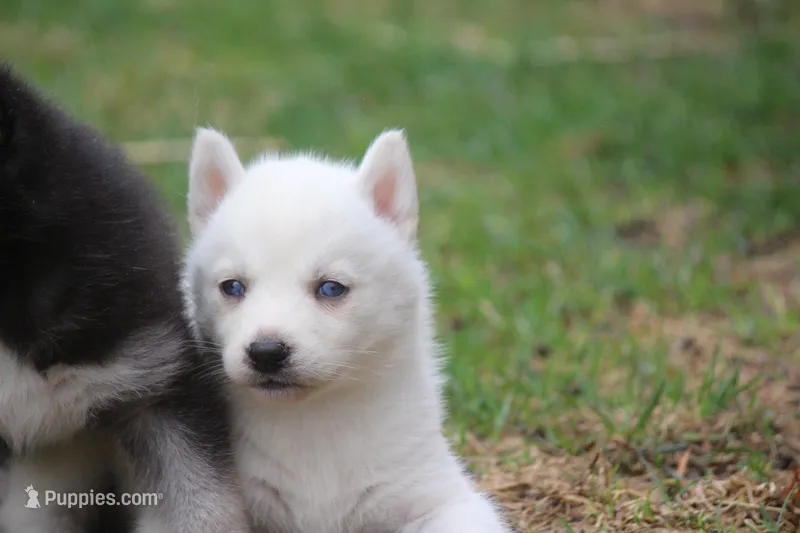 AKC VIRGO – Siberian Husky puppy for sale in Monticello, WI