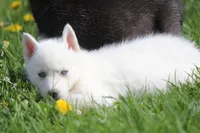 AKC VIRGO, a female Siberian Husky for sale in Monticello, WI – 8 of 10