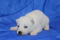 AKC VIRGO, a female Siberian Husky for sale in Monticello, WI – Photo 2 of 7