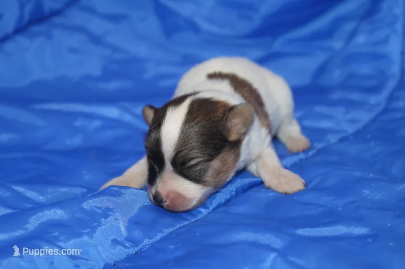 AKC ZEEK – Papillon puppy for sale in Monticello, WI
