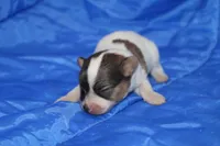 AKC ZEEK, a male Papillon for sale in Monticello, WI – 1 of 8