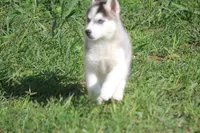 AKC SYLVESTER, a male Siberian Husky for sale in Monticello, WI – 7 of 10