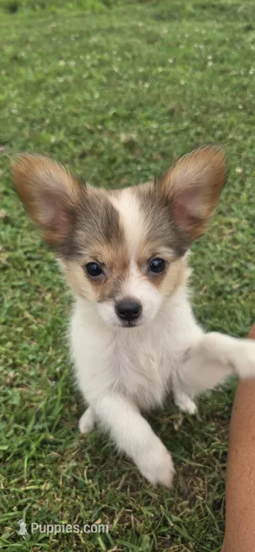 AKC ZEEK – Papillon puppy for sale in Monticello, WI