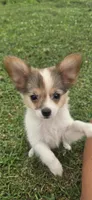 AKC ZEEK, a male Papillon for sale in Monticello, WI – 5 of 10