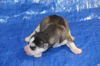 AKC ABBA, a female Siberian Husky for sale in Monticello, WI – 2 of 6