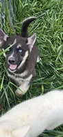 AKC RIVER, a female Siberian Husky for sale in Monticello, WI – 5 of 9