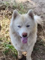 AKC SYLVESTER, a male Siberian Husky for sale in Monticello, WI – 6 of 6
