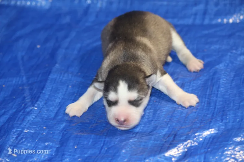 AKC AXEL – Siberian Husky puppy for sale in Monticello, WI